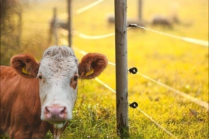 imagen de un cerco electrico ganadero