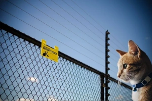 imagen de un gato frente a un cerco electrico